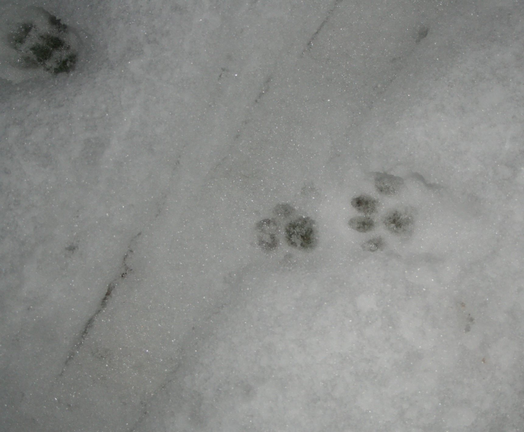 Raccoon Tracks In The Snow Photos
